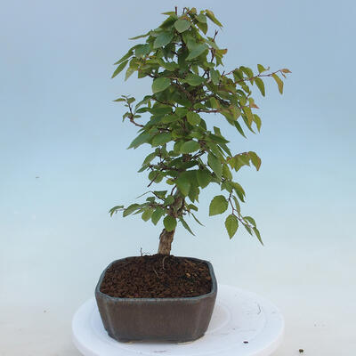 Vonkajšie bonsai - Carpinus CARPINOIDES - Hrab kórejský - 2