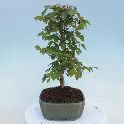 Vonkajšie bonsai - Carpinus CARPINOIDES - Hrab kórejský - 2