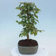 Vonkajšie bonsai - Carpinus CARPINOIDES - Hrab kórejský - 2/4
