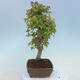 Vonkajšie bonsai - Javor Buergerianum - Javor Burgerův - 2/4