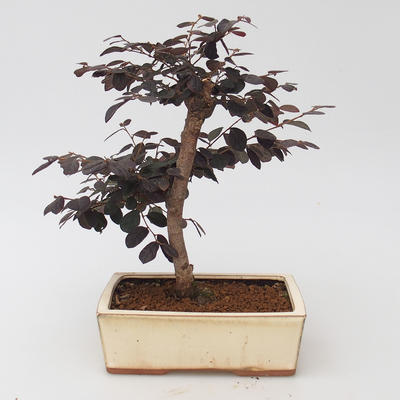 Izbová bonsai - Loropelatum chinensis - 2