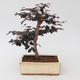 Izbová bonsai - Loropelatum chinensis - 2/2