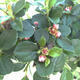 Vonkajšia bonsai-Cotoneaster horizontalis-Skalník - 2/2