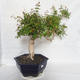 Izbová bonsai - Austrálska čerešňa - Eugenia uniflora - 2/4
