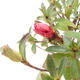 Vonkajší bonsai - Japonská azalka - Azalea Japonica - 2/4