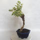 Izbová bonsai - Durant erecta Variegata - 2/5