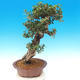Izbová bonsai - Olea europaea sylvestris -Oliva európska drobnolistá - 2/7