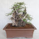 Izbová bonsai - Akacia Arabica - 2/6