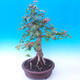 Vonkajší bonsai -Javor poľný - Acer campestre - 2/6