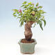 Izbová bonsai - Bouganwilea - 2/6