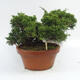Vonkajšie bonsai - Juniperus chinensis Itoigawa-Jalovec čínsky - 2/4