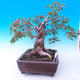 Vonkajší bonsai -Javor poľný - Acer campestre - 2/6