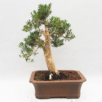 Izbová bonsai - Buxus harlandii - korkový buxus - 2