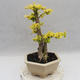 Izbová bonsai -Ligustrum Aurea - Vtáčí zob - 2/6
