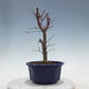 Vonkajšie bonsai - Javor palmatum DESHOJO - Javor dlaňolistý - 2/5