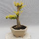 Izbová bonsai -Ligustrum Aurea - Vtáčí zob - 2/5