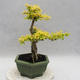 Izbová bonsai -Ligustrum Aurea - Vtáčí zob - 2/5