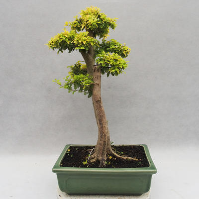 Izbová bonsai -Ligustrum Aurea - Vtáčí zob - 2