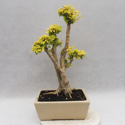 Izbová bonsai -Ligustrum Aurea - Vtáčí zob - 2