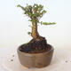 Vonkajšie bonsai - Ulmus parvifolia SAIGEN - malolistá brest - 2/4