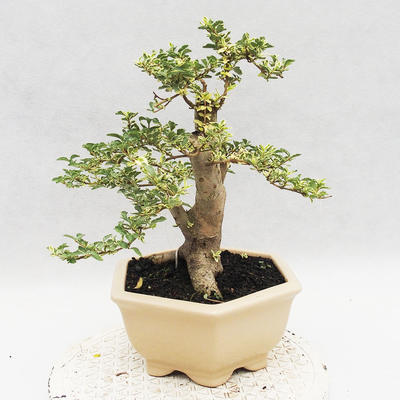 Izbová bonsai -Ligustrum Variegata - Vtáčí zob - 2