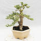 Izbová bonsai -Ligustrum Variegata - Vtáčí zob - 2/6