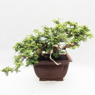 Izbová bonsai -Phyllanthus Niruri- fylant - 2
