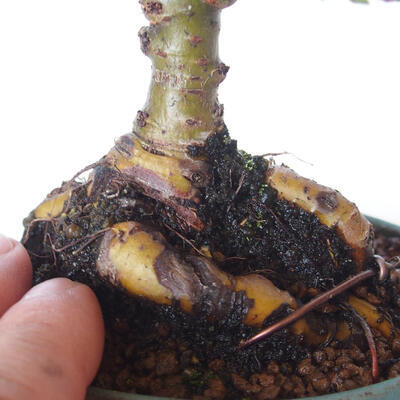 Vonkajšie bonsai - Ulmus parvifolia SAIGEN - malolistá brest - 2