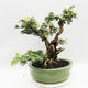Izbová bonsai -Phyllanthus Niruri- fylant - 2/6