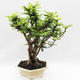 Izbová bonsai -Phyllanthus Niruri- fylant - 2/5