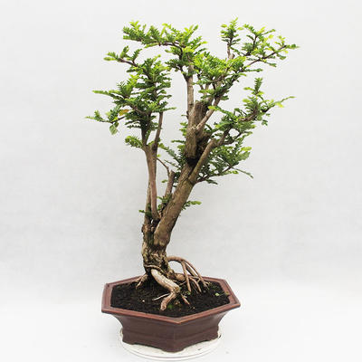 Izbová bonsai -Phyllanthus Niruri- fylant - 2