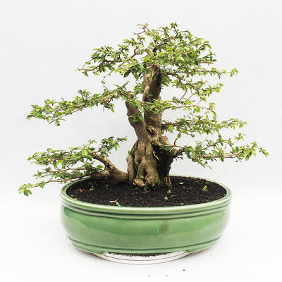 Izbová bonsai - Cudrania equisetifolia - 2