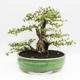 Izbová bonsai - Cudrania equisetifolia - 2/5