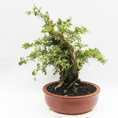 Izbová bonsai - Cudrania equisetifolia - 2