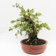Izbová bonsai - Cudrania equisetifolia - 2/5