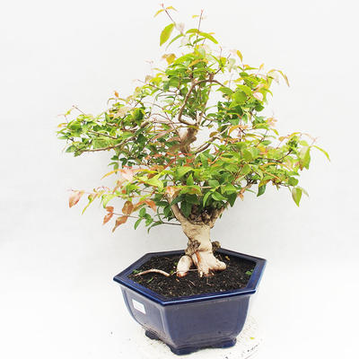 Izbová bonsai - Austrálska čerešňa - Eugenia uniflora - 2