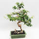 Izbová bonsai - Austrálska čerešňa - Eugenia uniflora - 2/5