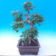 Vonkajší bonsai -Javor poľný - Acer campestre - 2/5