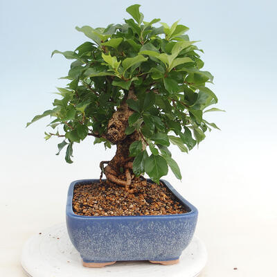 Vonkajšie bonsai - Celastrus Jesenec - 2