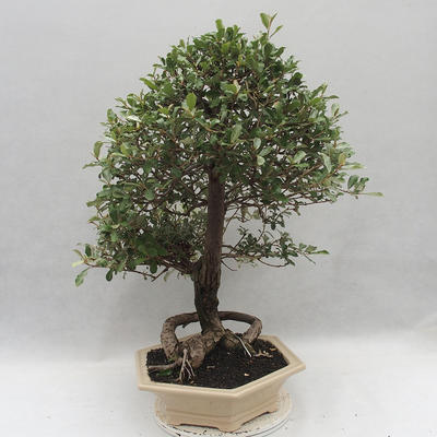 Izbová bonsai -Eleagnus - hlošina - 2
