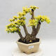 Izbová bonsai -Ligustrum Aurea - Vtáčí zob - 2/6