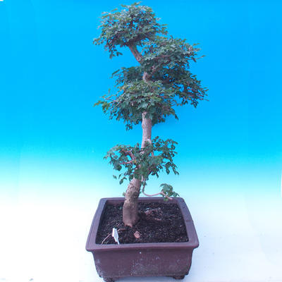 Vonkajší bonsai -Javor poľný - Acer campestre - 2