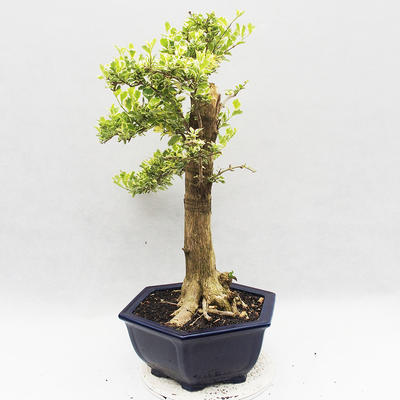 Izbová bonsai - Durant erecta Variegata - 2
