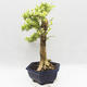 Izbová bonsai - Durant erecta Variegata - 2/6