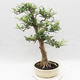 Izbová bonsai - Fraxinus uhdeii - izbový Jaseň - 2/6