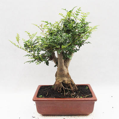 Izbová bonsai - Fraxinus uhdeii - izbový Jaseň - 2