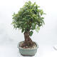 Vonkajší bonsai -Malus halliana - Maloplodé jabloň - 2/6