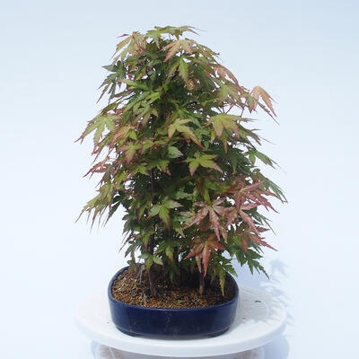 Acer palmatum - Javor dlanitolistý - lesík - 2