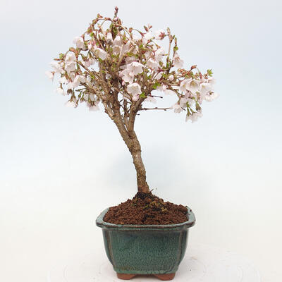 Vonkajší bonsai - Prunus incisa Kojou-no mai-Slivoň vyrezaná - 2
