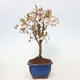 Vonkajší bonsai - Prunus incisa Kojou-no mai-Slivoň vyrezaná - 2/6